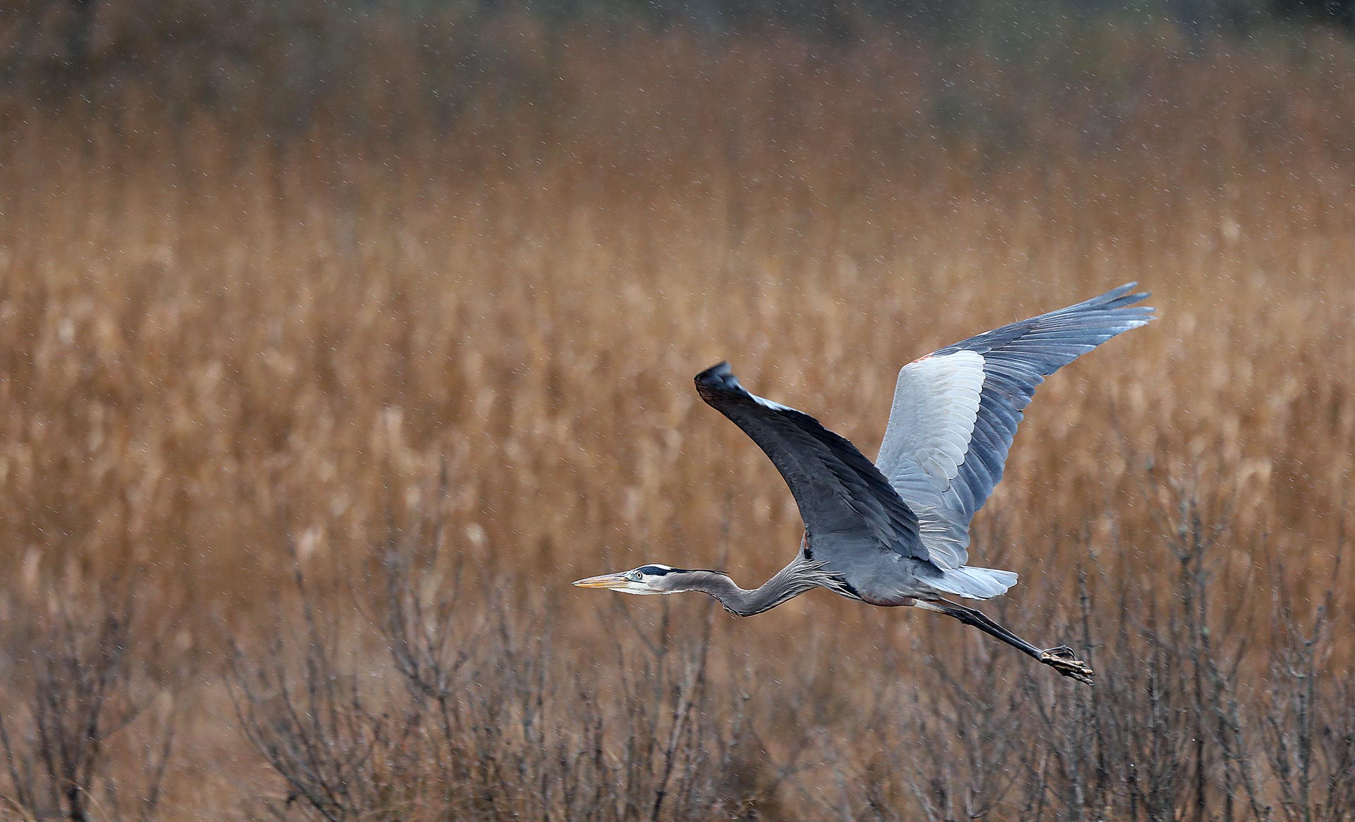 A blue heron takes flight over the march along School House Road in the Naxera section of Gloucester County Thursday February 13, 2020.