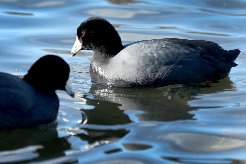 A couple of American coots also known as a mud hen searches for a meal at Beaverdam Park Friday February 14, 2020.