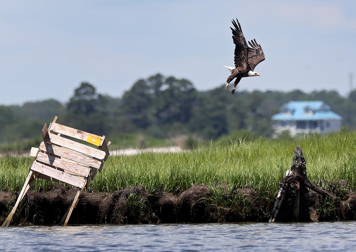 Guinea marsh islands Friday June 24, 2022. Bald eagle.